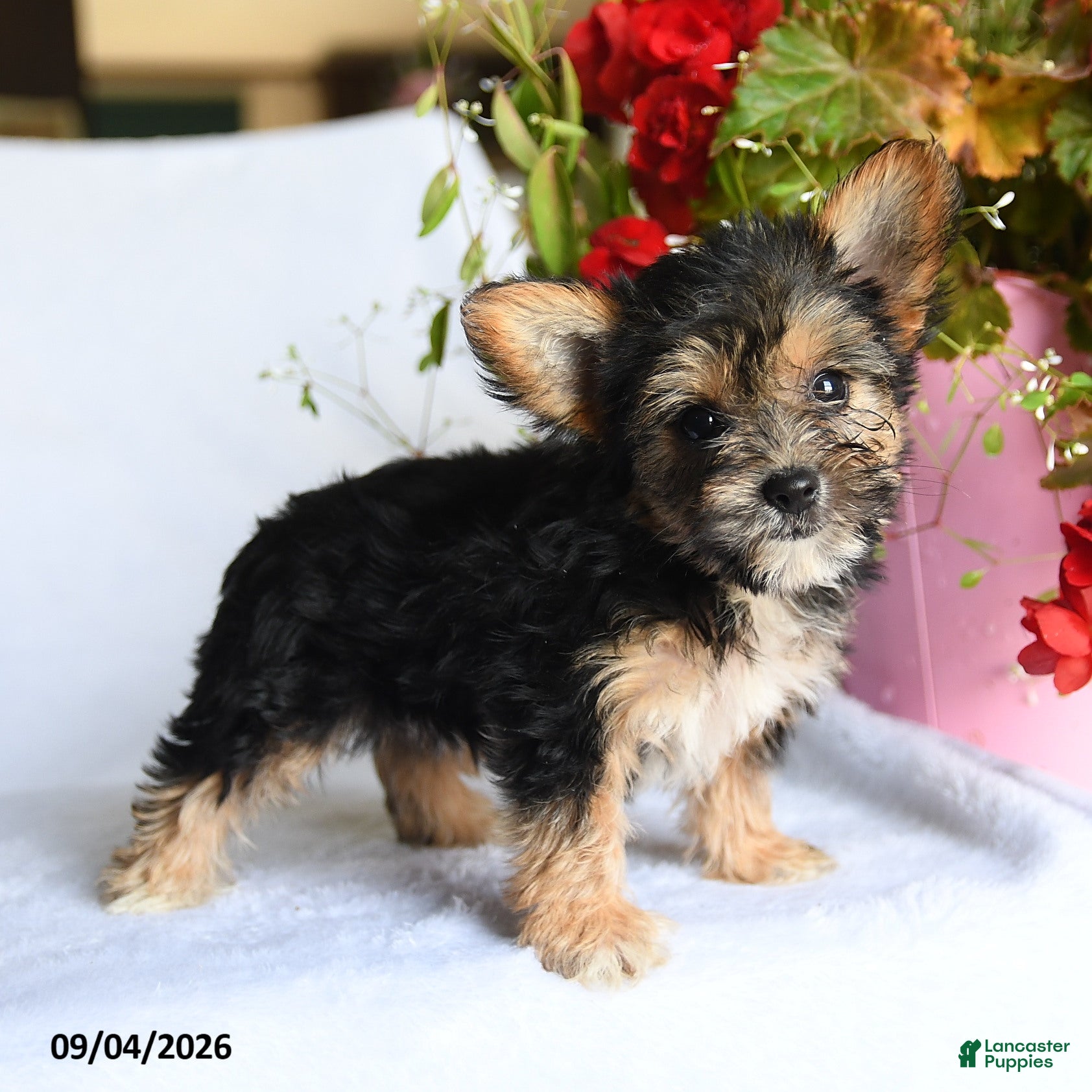 Morkie dogs for sale: May  - Ad 2
