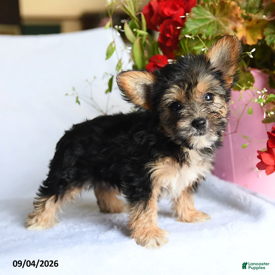 Morkie dogs for sale: May  - Ad 1