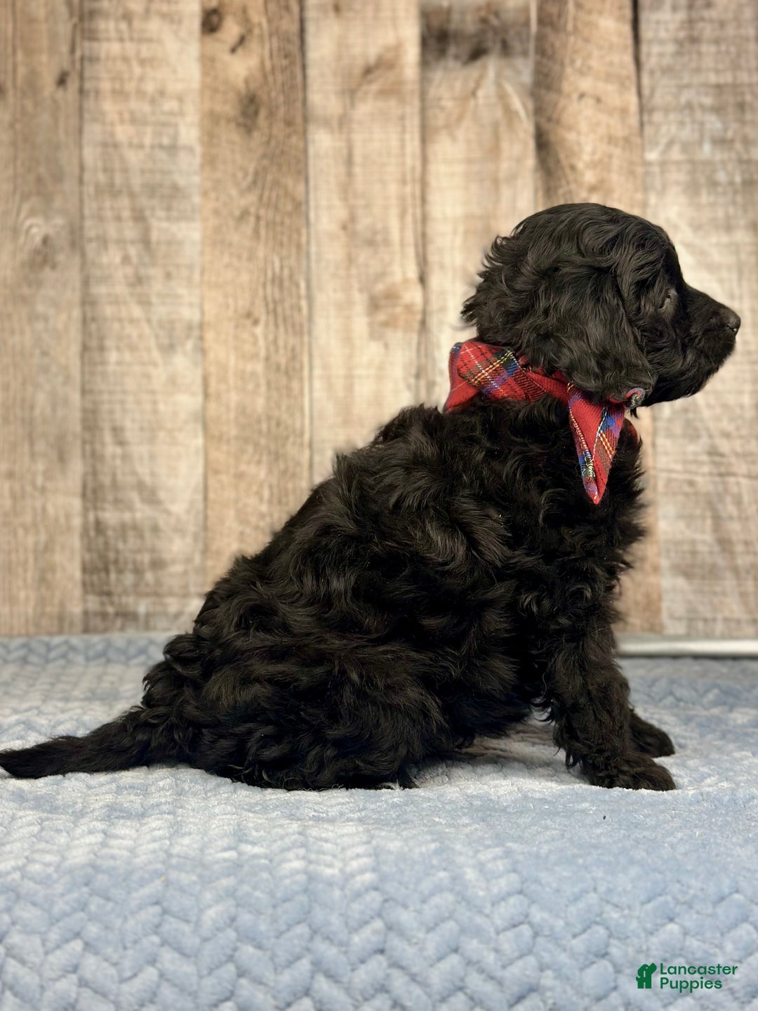 Mini Bernedoodle dogs for sale: Boy Rocket - 5118 - Ad 3