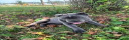 Cane Corso dogs for sale: Rianna - Ad 6