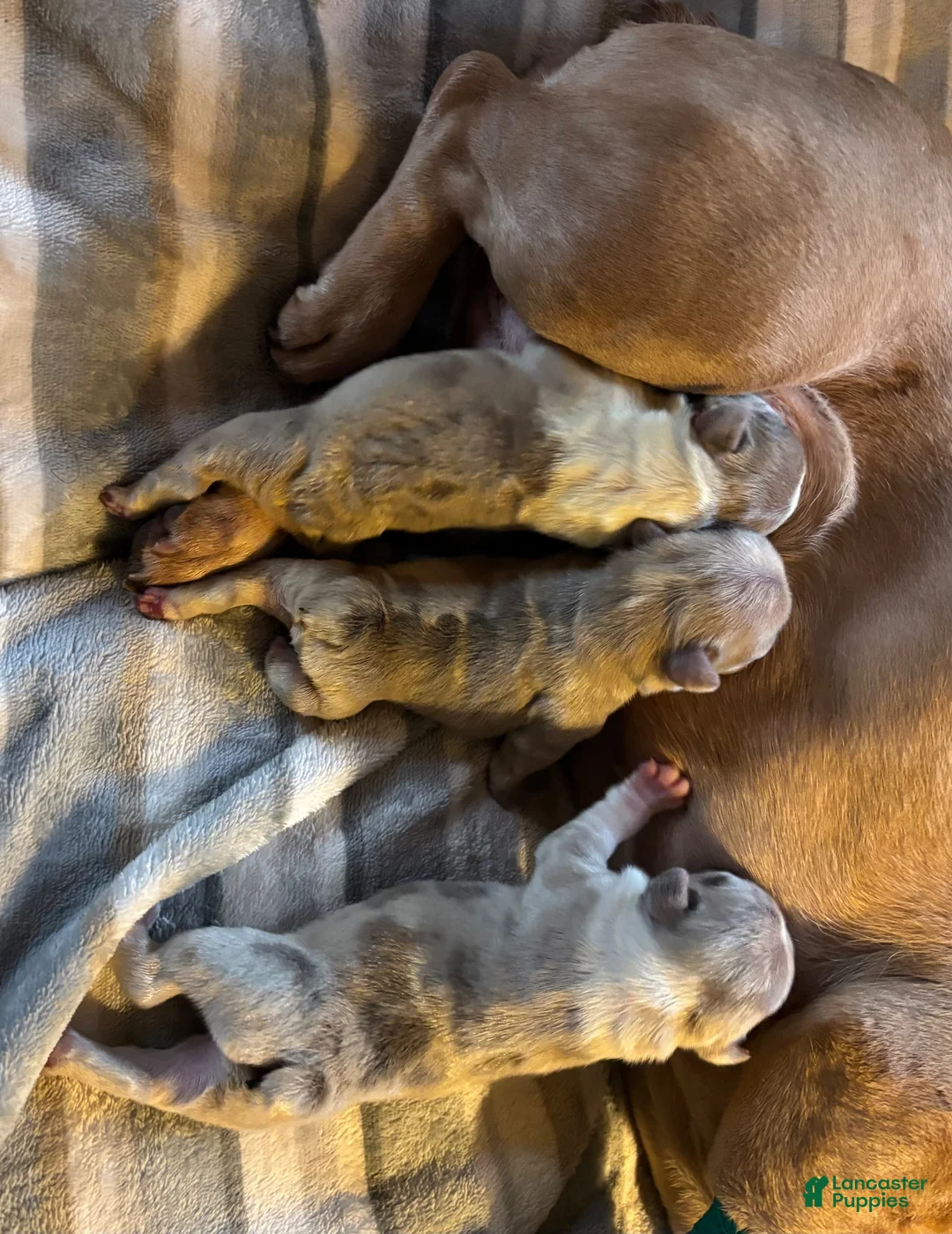 French Bulldog dogs for sale: French Bulldog 2 - Ad 2