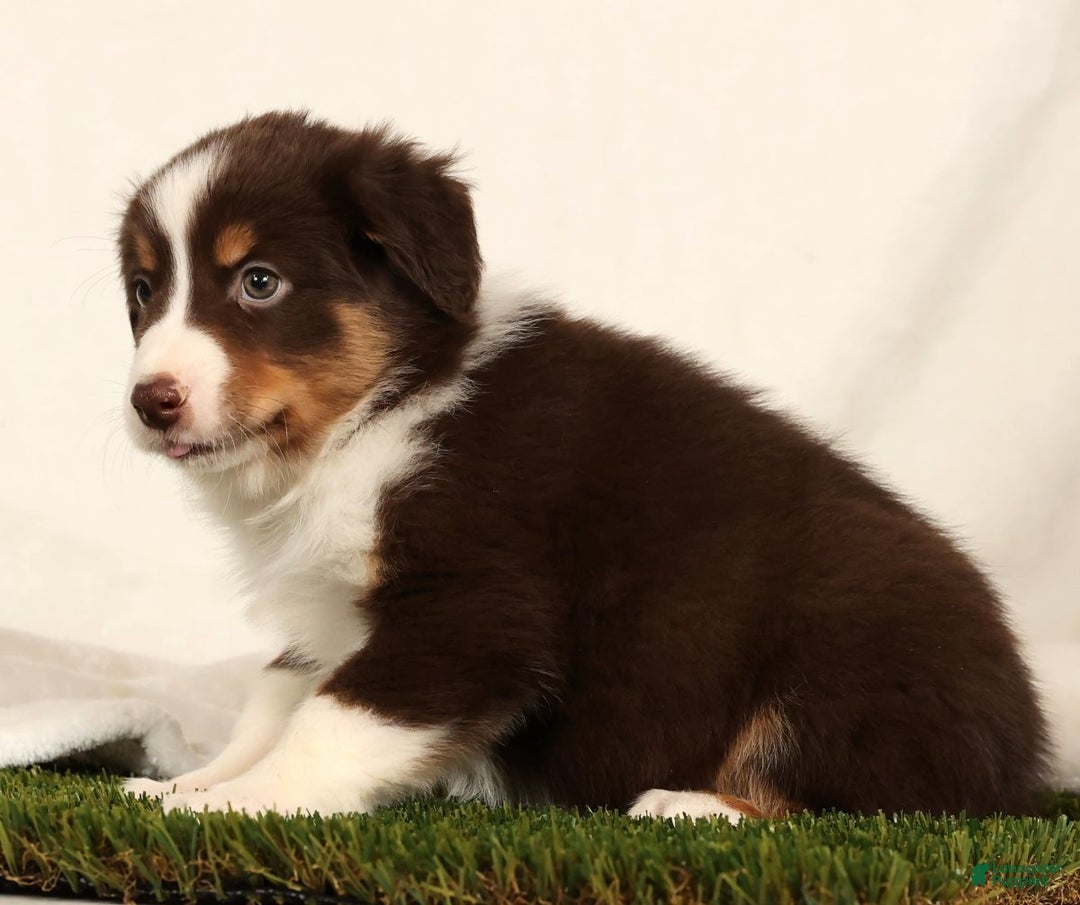 Miniature Australian Shepherd dogs for sale: Dallas - Ad 5
