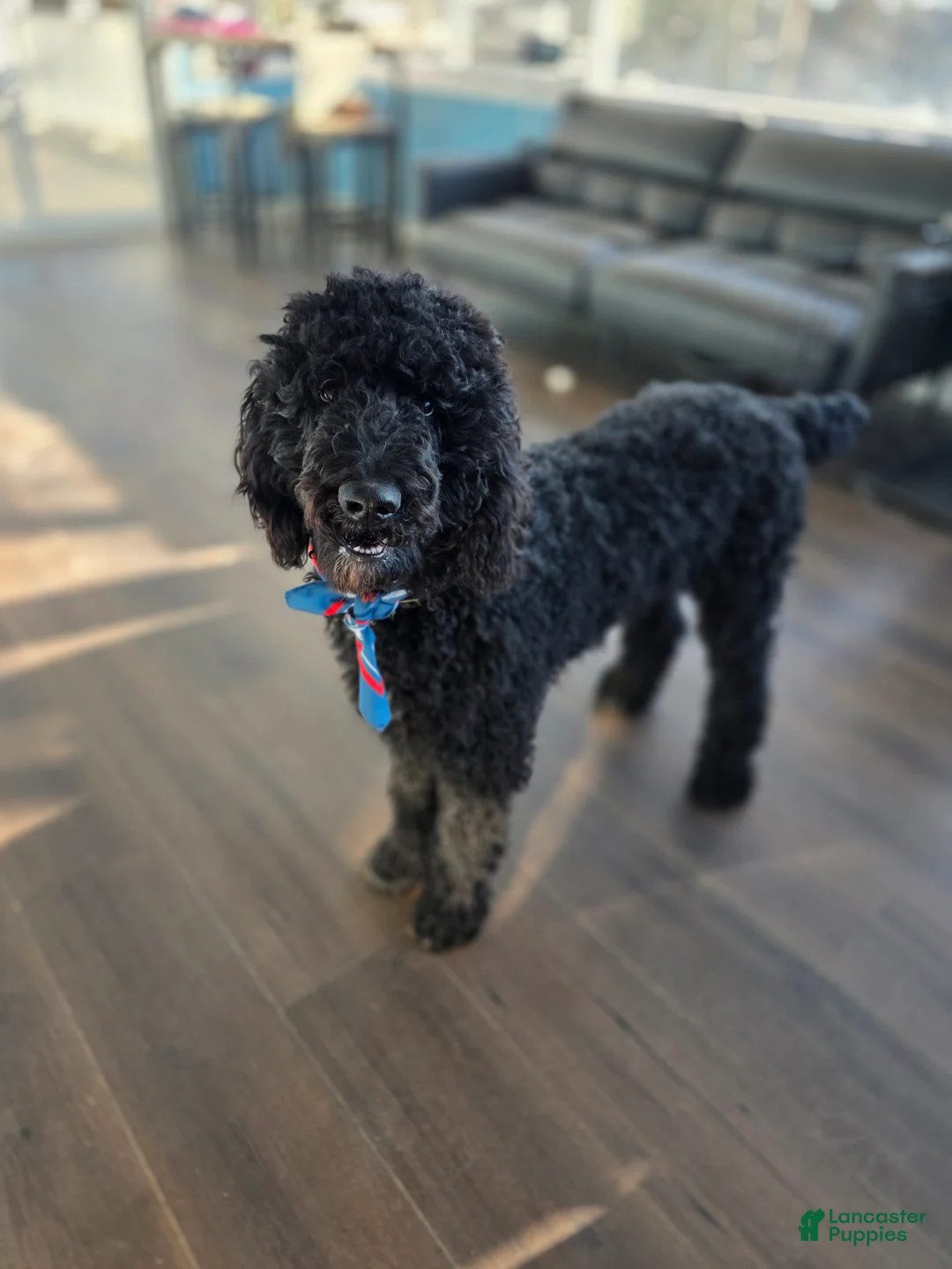 Standard Poodle dogs for sale: Standard Poodle  - Ad 3