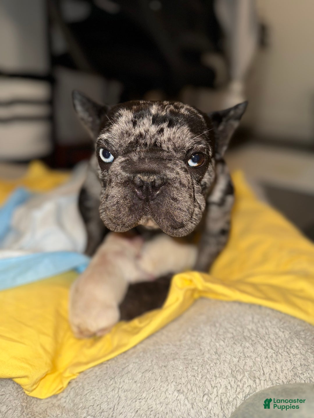 French Bulldog dogs for sale: Reeses  - Ad 6