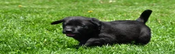 Labrador Retriever dogs for sale: Luna - Ad 6