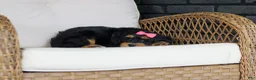 Mini Bernedoodle dogs for sale: Nala - Ad 4