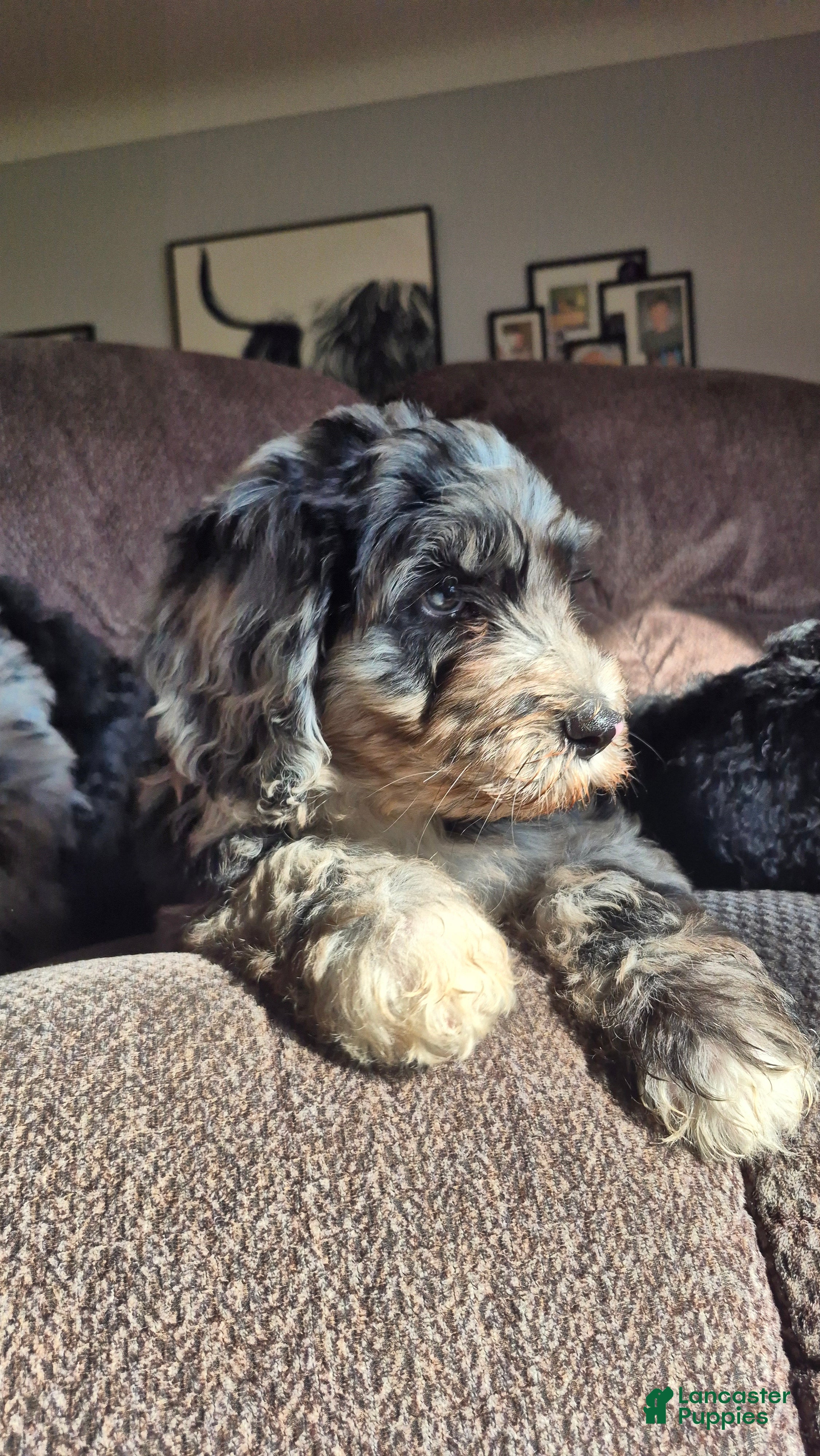 Mini Sheepadoodle dogs Cosmo - Ad 2