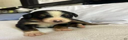 Bernese Mountain Dog dogs for sale: Blue Male - Ad 2