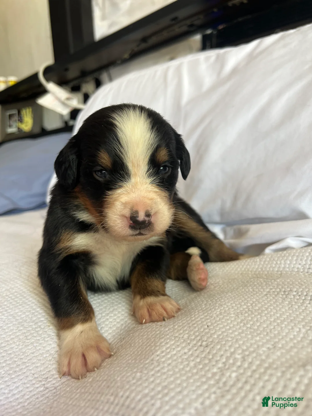 Bernese Mountain Dog dogs for sale: Blue Male - Ad 2