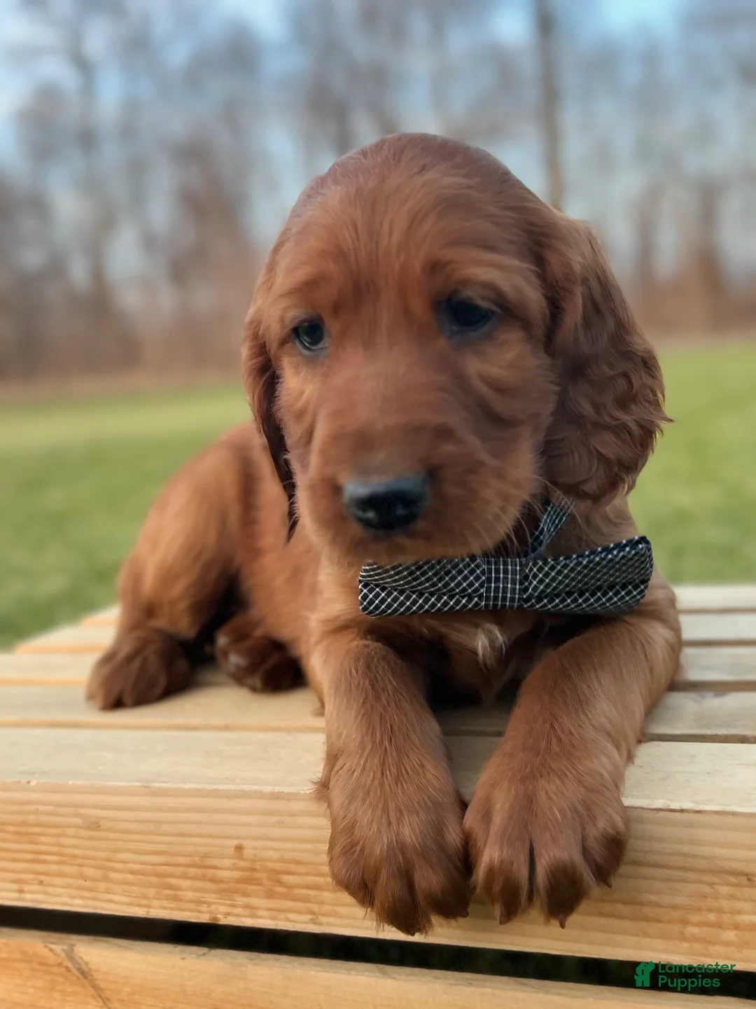 Irish Setter dogs for sale: Finnley - Ad 16