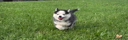 Pomsky dogs for sale: Buttercup - Ad 3