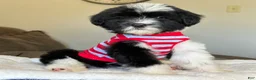 Sheepadoodle dogs for sale: Bonita - Ad 4