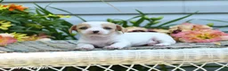 Chiweenie dogs for sale: Blessing - Ad 3