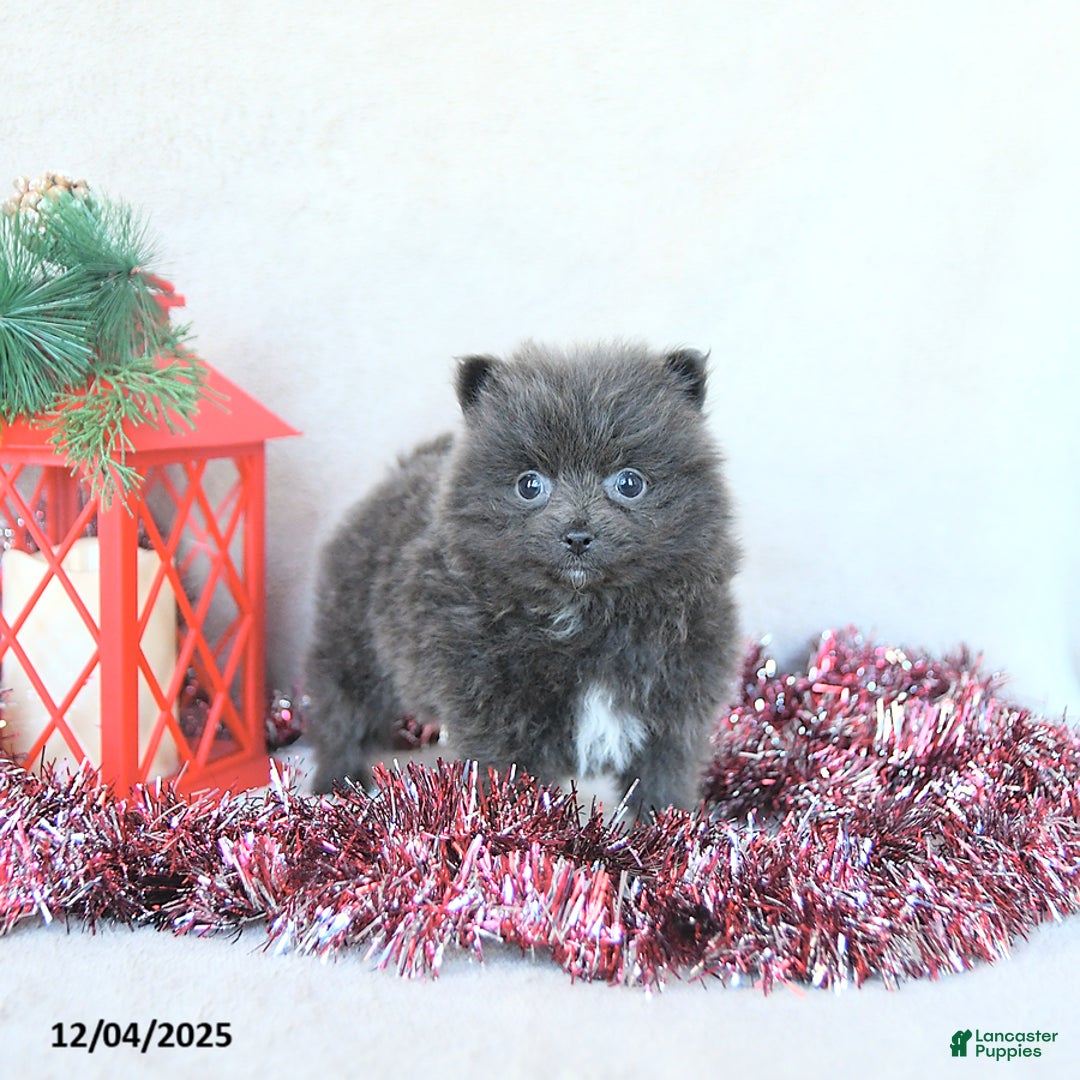 Pomeranian dogs for sale: Elf EXTRA SMALL - Ad 2