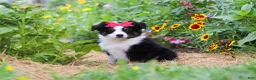 Toy Australian Shepherd dogs for sale: Rory - Ad 4
