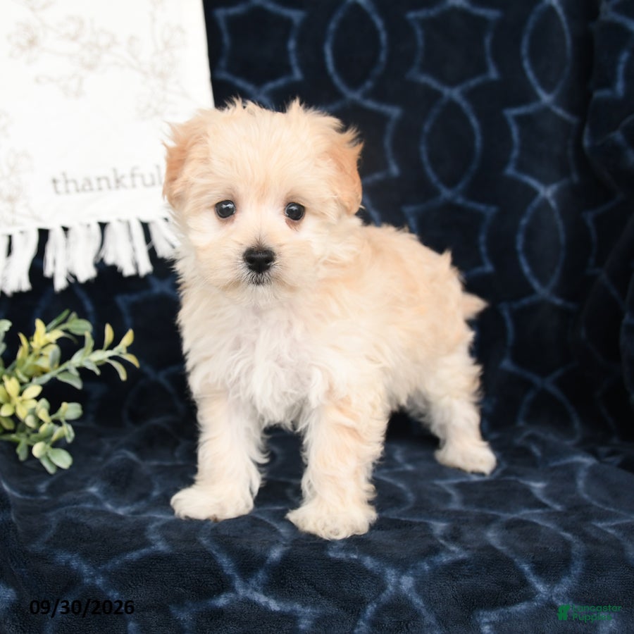 Maltipoo dogs Beth - Ad 2