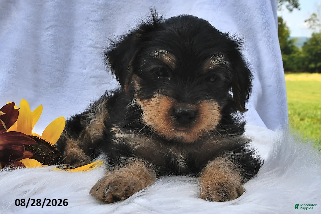 Morkie dogs for sale: Pumpkin - Ad 2