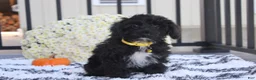Yorkiepoo dogs for sale: Ranger  - Ad 3
