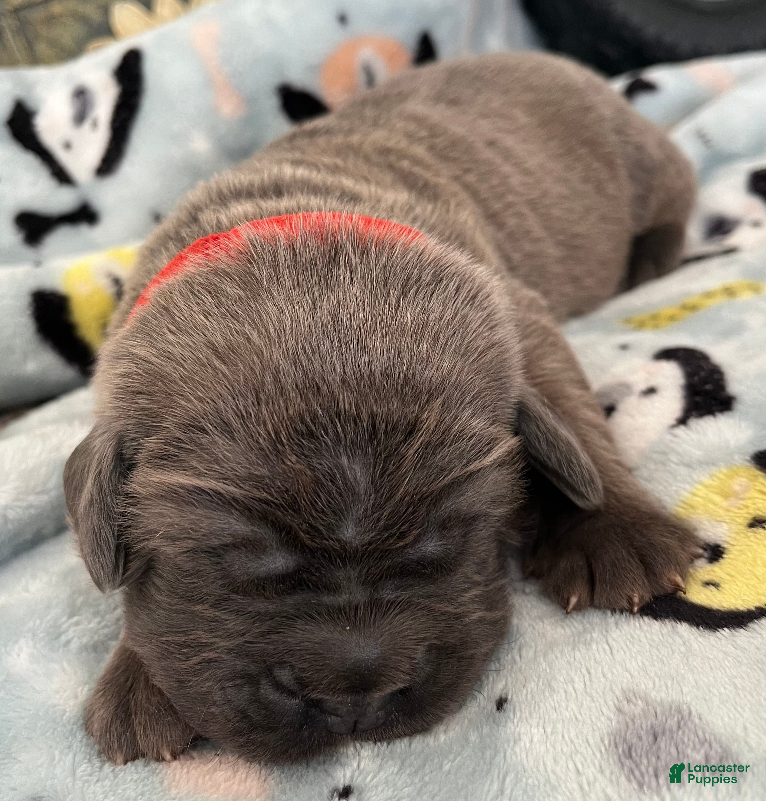 Cane Corso dogs Red collar - Ad 2