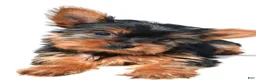 Yorkshire Terrier dogs for sale: Tiny - Ad 6