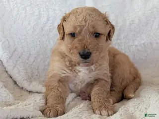 Mixed Breed dogs Honey - Ad 19