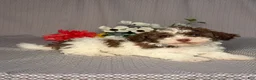 Havapoo dogs for sale: Ryan - Ad 5