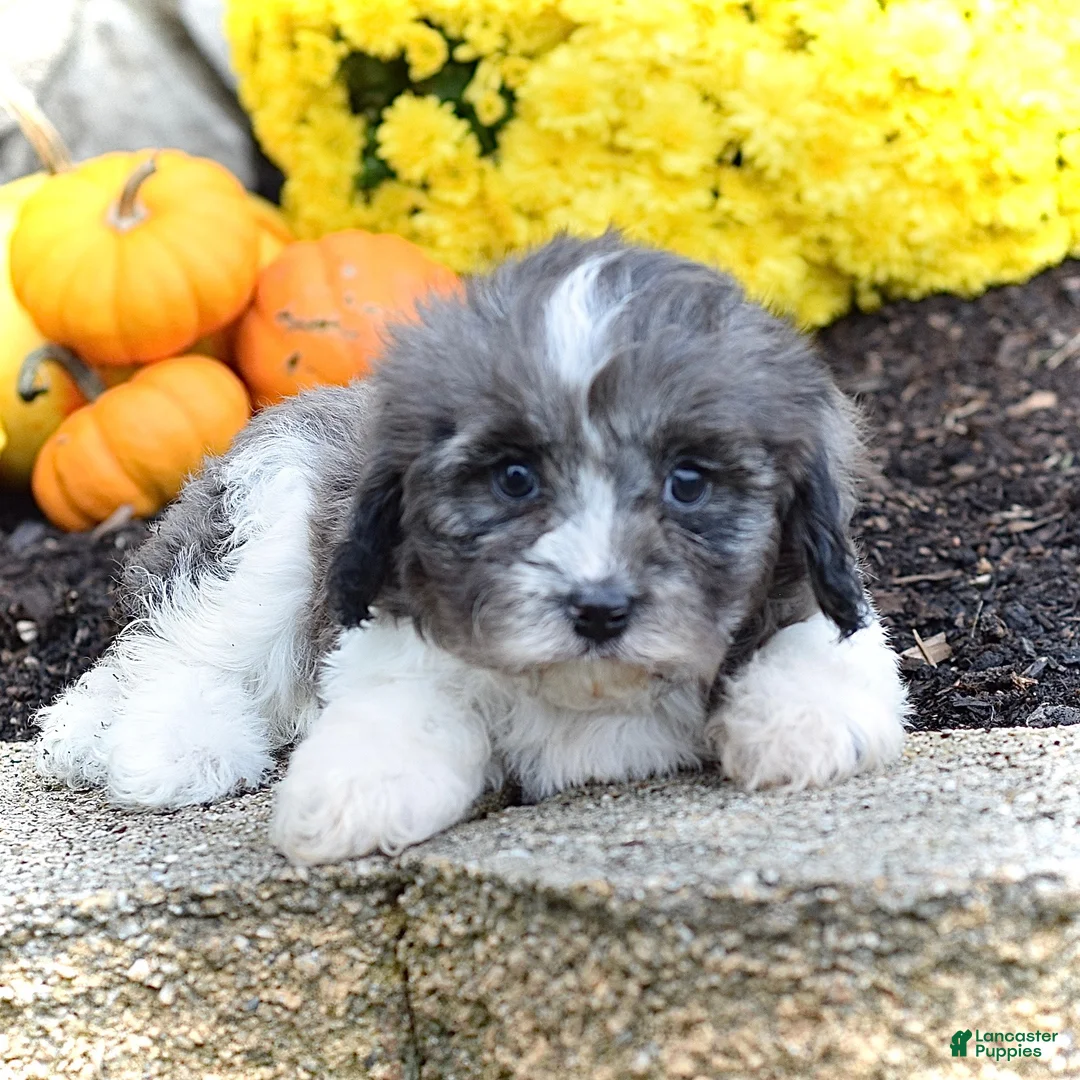 Cavapoo dogs for sale: Henry - Ad 2