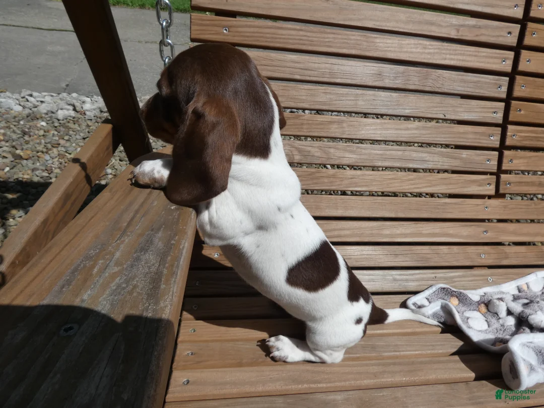 Miniature Dachshund dogs for sale: Miniature Dachshund 1 Poco - Ad 2