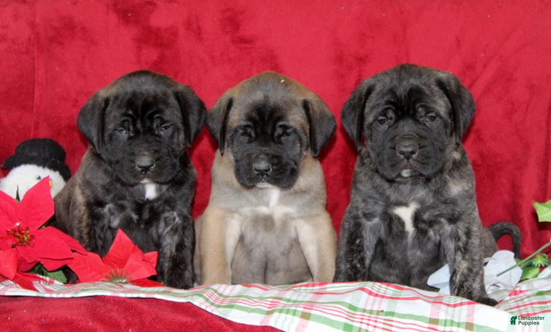 English Mastiff dogs for sale: Tasha  - Ad 5