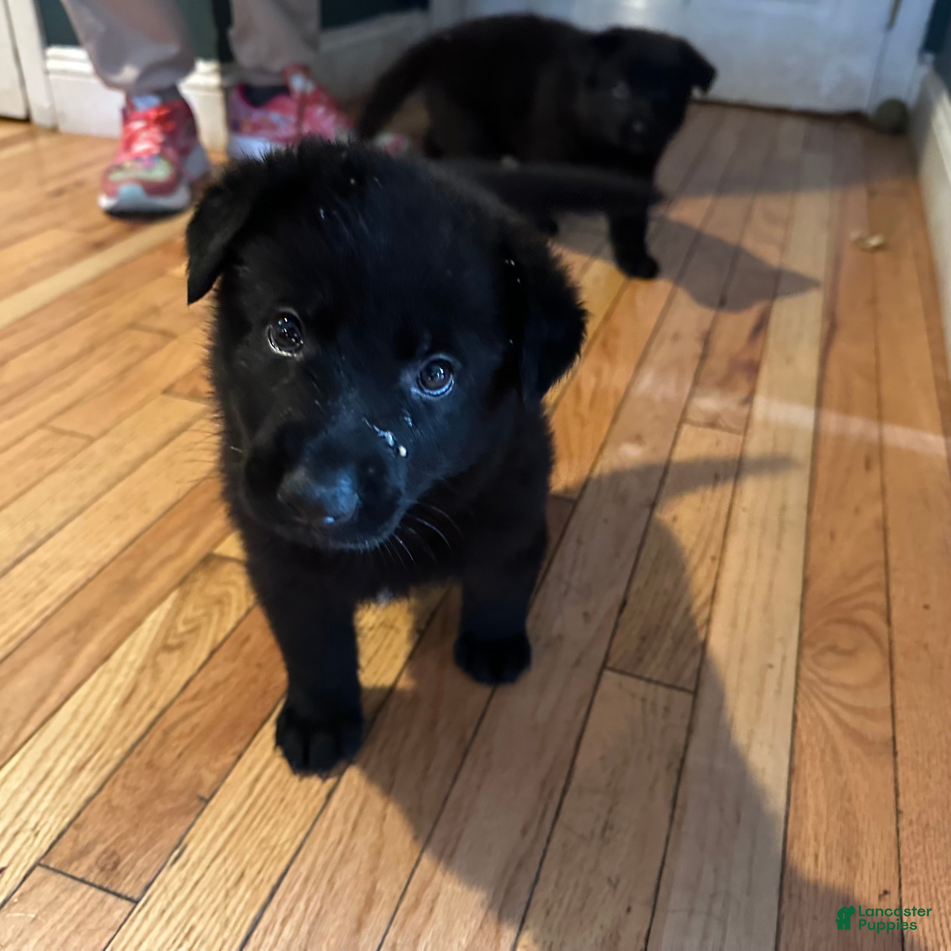 German Shepherd dogs for sale: German Shepherd 3 - Ad 1
