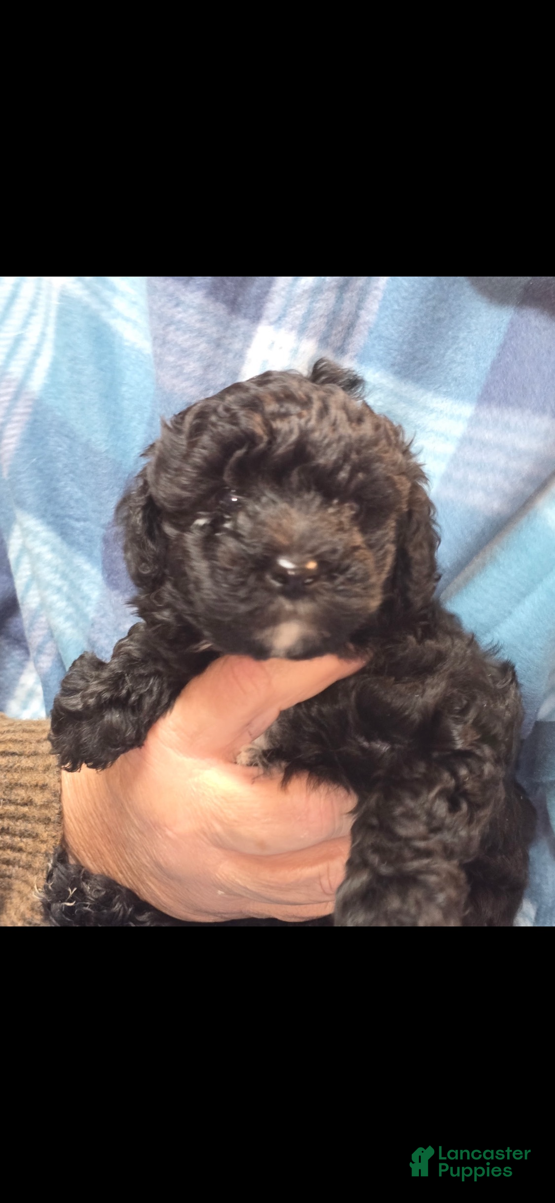Yorkiepoo dogs for sale: Teacup Oreo - Ad 2