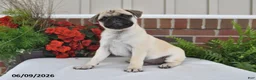 Pug dogs for sale: Sunshine - Ad 4