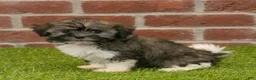 Havanese dogs for sale: Betsy - Ad 3