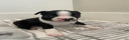 Boston Terrier dogs for sale: Boston Terrier Male 1 Puppy - Ad 5