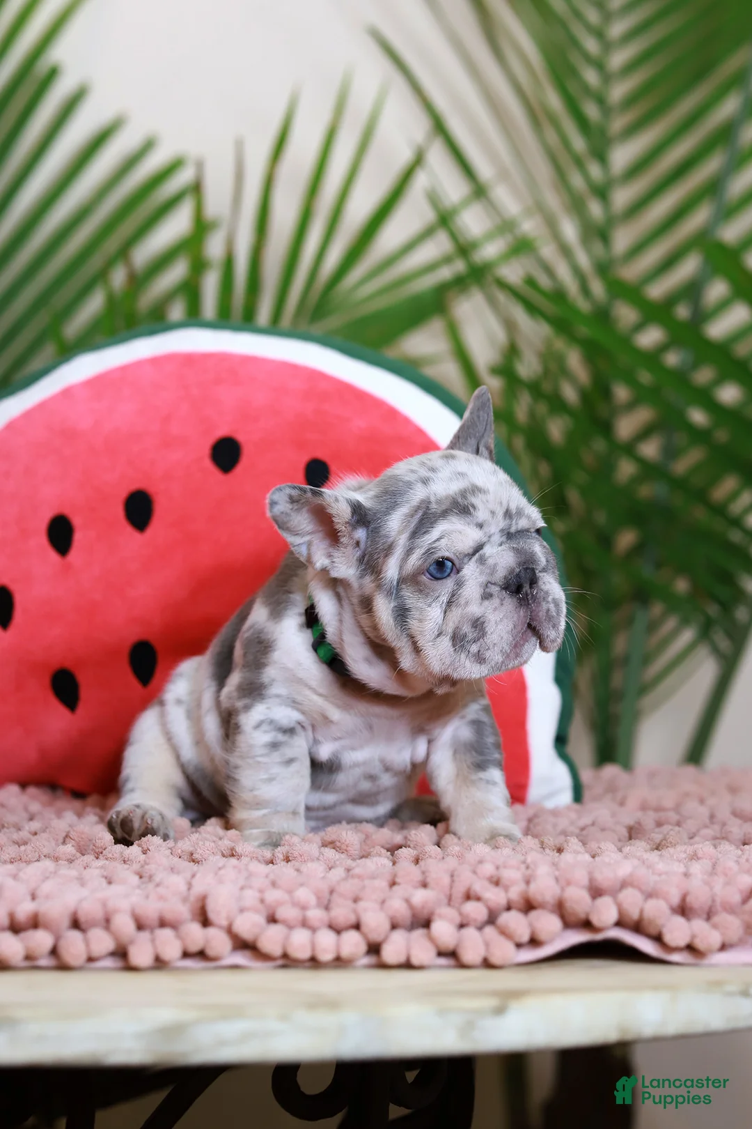 French Bulldog dogs for sale: Ragnar - Ad 2