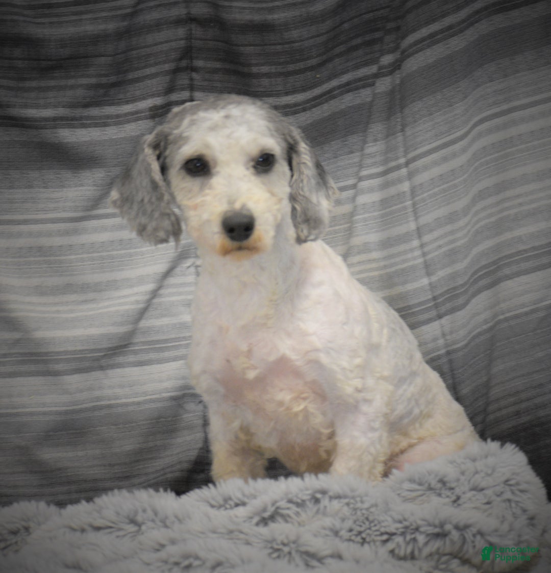 Miniature Poodle dogs for sale: Zanna - Ad 13