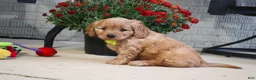 Cavapoo dogs for sale: Oliver - Ad 3