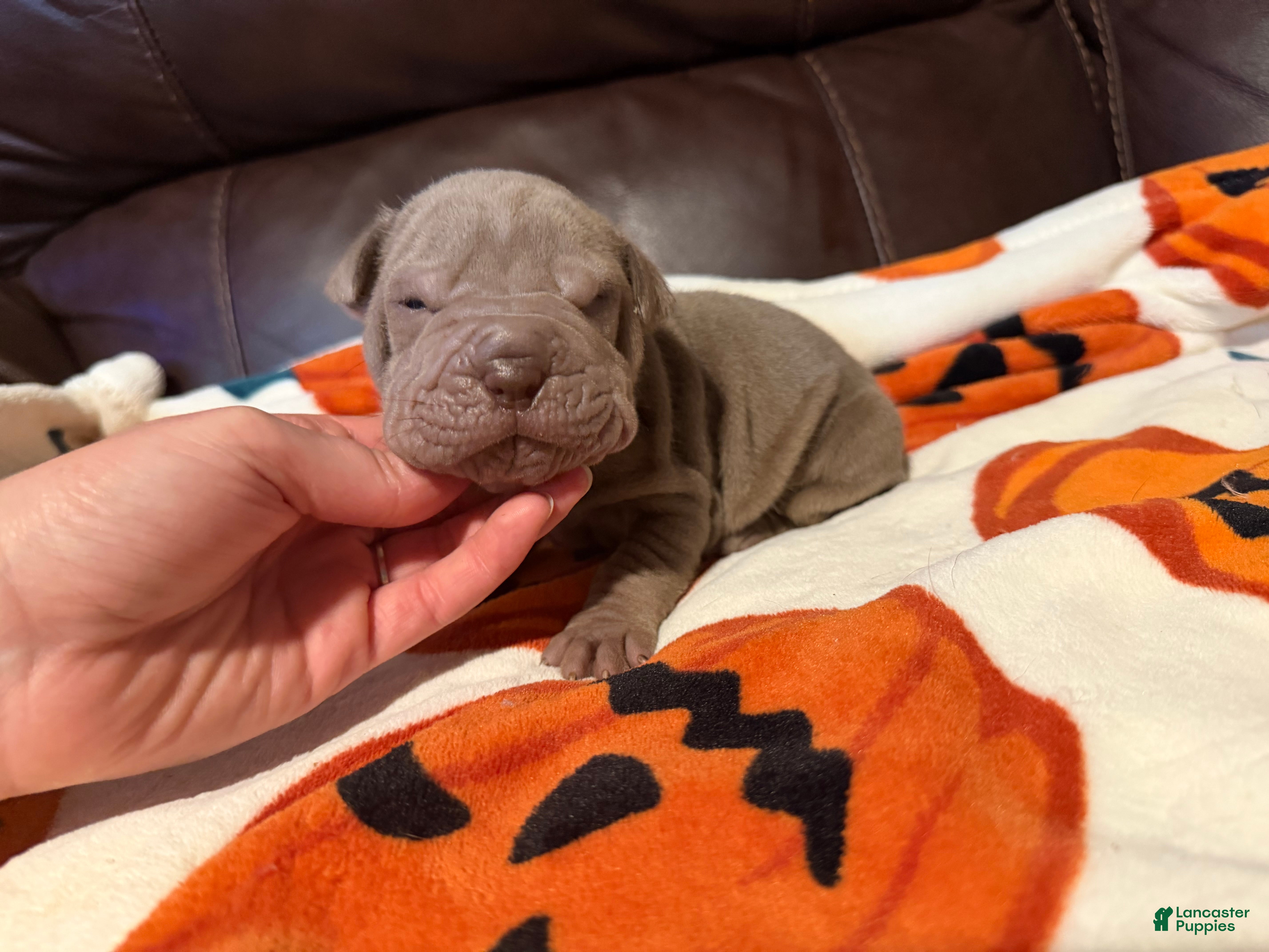 Shar Pei dogs for sale: Forest - Ad 1