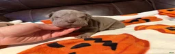 Shar Pei dogs for sale: Forest - Ad 1
