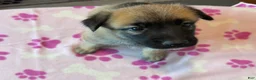 Mixed Breed dogs for sale: Fluffy - Ad 10