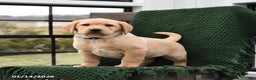 Labrador Retriever dogs for sale: Lucy - Ad 3