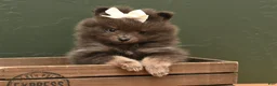 Pomeranian dogs for sale: Lily Blu - Ad 1