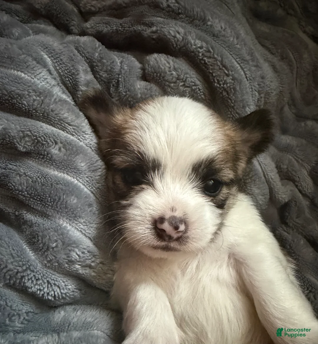 Shorkie dogs for sale: Shorkie Puppy 2 - Ad 6