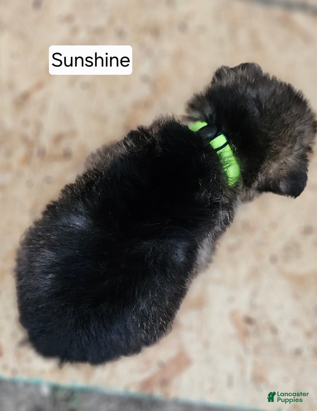 German Shepherd dogs for sale: German Shepherd Puppy 7 - Sunshine - Ad 4
