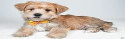 Morkie dogs for sale: Gabe - Ad 9