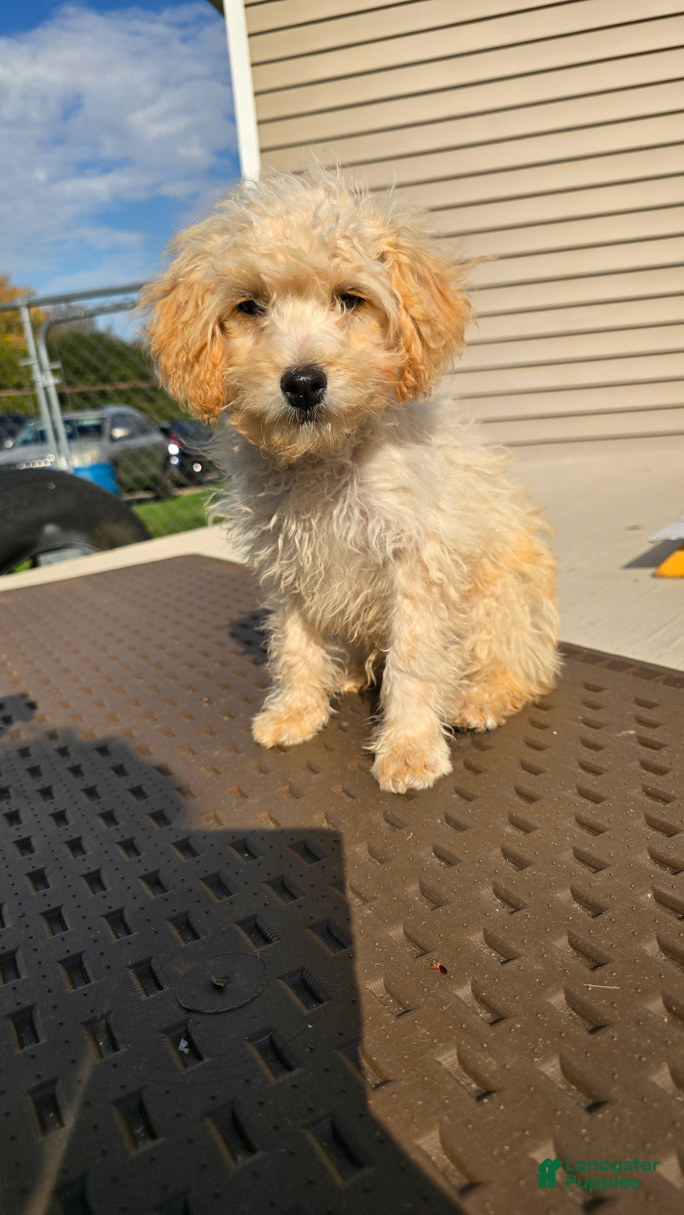 Toy Poodle dogs for sale: Milo - Ad 1