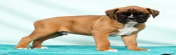 Boxer dogs for sale: Leo - Ad 7