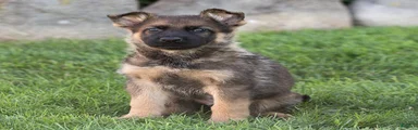 Sam German Shepherd 