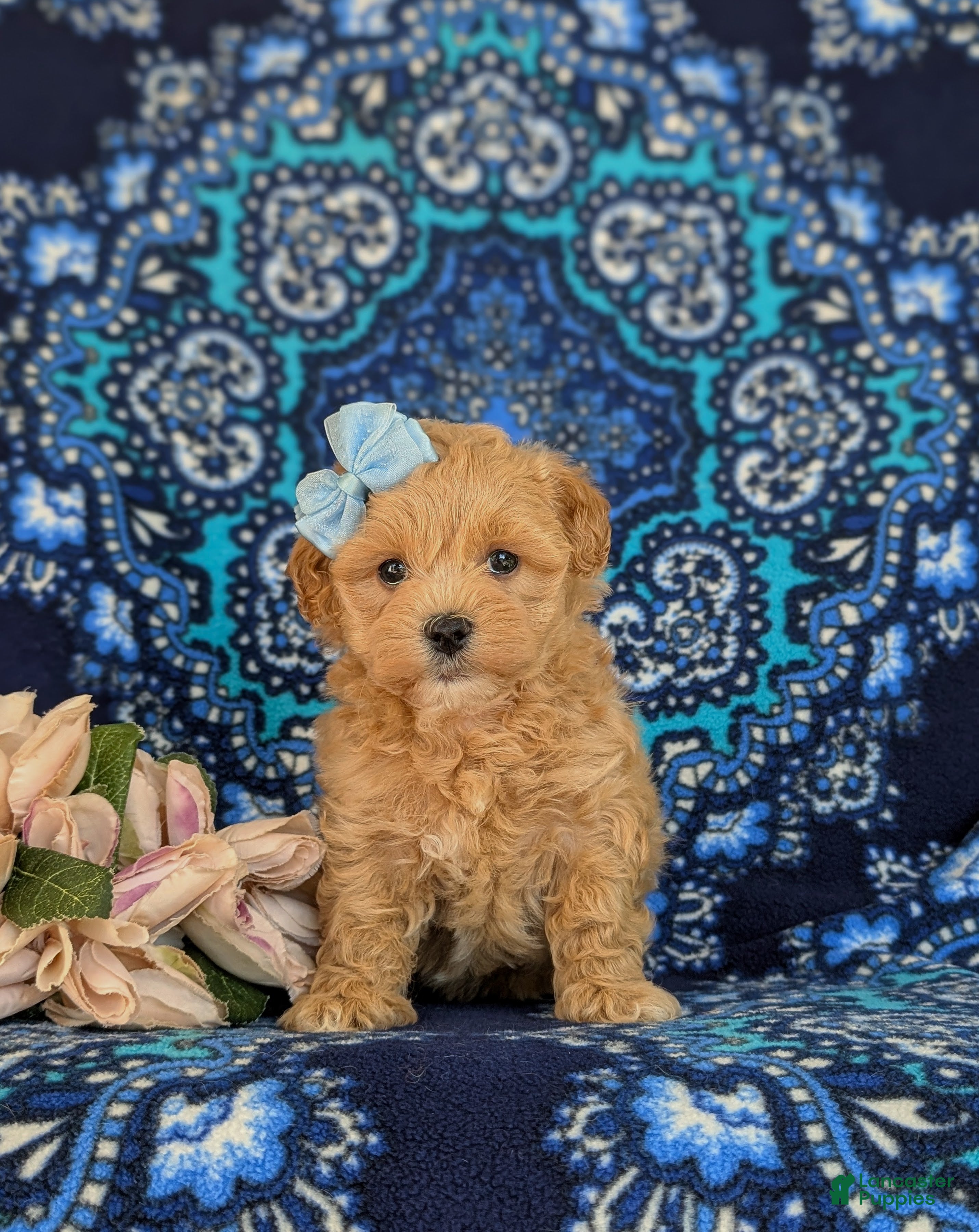 Maltipoo dogs for sale: Reagan - Ad 2