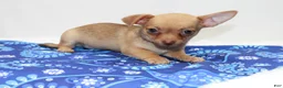 Chihuahua dogs for sale: Chihuahua 2 - Ad 3
